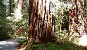 Armstrong Redwoods