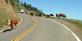 Cows on Highway 1