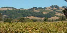 Hills outside of Healdsburg