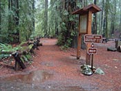 Armstrong Redwoods