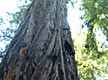 Armstrong Redwoods - 5 minutes from downtown Guerneville