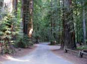 Armstrong Redwoods