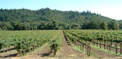 Korbel Vineyards Outside of Guerneville